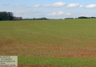 Plantio do trigo passa dos 37 por cento da área prevista para o RS nesta safra