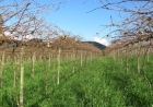 Frio favorece produção de frutas de clima temperado na Serra Gaúcha