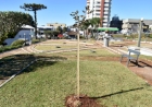 Praça Flores da Cunha recebe novas árvores  em ação de revitalização urbana