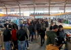 Expointer 2025 terá o maior número de expositores da história no Pavilhão da Agricultura Familiar
