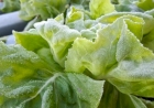 Produção de folhosas é afetada por chuvas e frio no RS