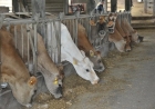 Bovinocultura de leite: produtividade e qualidade impulsionam agricultura familiar no Estado