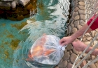 Piscicultores de Muçum repovoam lago com carpas coloridas um ano após as enchentes