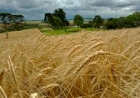 Dia do Agricultor: reconhecimento e reflexão sobre os desafios do campo no Rio Grande do Sul