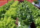 Manejo adequado de olerícolas busca reduzir danos no período de geadas