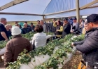 Produtores de morango e frutas vermelhas participam de encontro regional em Erechim