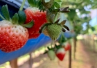 Frutícolas no RS no geral apresentam bom desenvolvimento