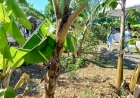 Expointer 2025: Sistema agroflorestal é alternativa para a produção de alimento saudável e sustentável