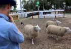 Expointer 2025: Border Collie auxilia agricultores familiares no manejo de rebanhos