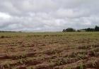 Clima favorece estabelecimento inicial do milho no RS