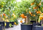 Reservas de mudas frutíferas e ornamentais já podem ser feitas em Ipiranga do Sul