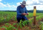 Monitoramento integrado busca prevenir danos da cigarrinha-do-milho às lavouras gaúchas