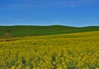 Inicia colheita da canola no RS