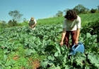 Dia Nacional da Agroecologia reforça importância do setor na agricultura familiar