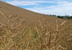 Temperaturas amenas e chuvas bem distribuídas favorecem o desenvolvimento da canola