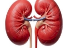 Prevenção Renal: cuidados simples podem evitar doenças graves