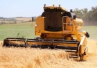 Colheita do trigo avança no RS