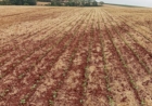 Plantio da soja é de 22? área prevista para o RS