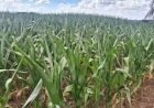 Falta de chuva acende alerta entre produtores da região de Passo Fundo