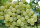Cantinas caxienses brilham com vinhos Lorena