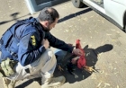 PRF resgata três galos de rinha vítimas de maus-tratos em Erechim