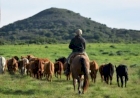 No Dia Nacional do Bioma Pampa, Emater/RS-Ascar destaca ações de manejo forrageiro e valorização cultural.