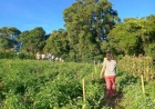 Tarde de Campo sobre Cultura do Tomate reúne agricultores em Getúlio Vargas