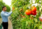 Tomate tem boa produção no RS