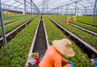 Silvicultura de precisão eleva  produtividade do setor florestal