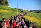 Caminhada da Uva destaca turismo rural em Paulo Bento