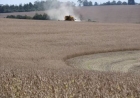 Colheita da soja alcança 10 por cento área cultivada no RS