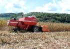 Colheita do milho se encaminha para o final no RS