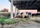 Silagem garante alimentação do rebanho em períodos críticos