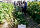 Emater/RS-Ascar apresenta cultivo e uso de plantas medicinais, aromáticas e condimentares na Exporural