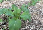 Expectativa de aumento expressivo da área impulsiona final da semeadura da canola no RS