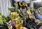 Exposição de Orquídeas celebra o Dia do Orquidófilo em Erechim