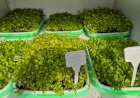 Curso de Agronomia da URI incentiva produção de microverdes