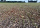 Plantio do trigo prossegue e lavouras apresentam bom estabelecimento no RS