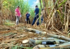 Cana-de-açúcar movimenta mais de 5 mil agroindústrias familiares e fortalece turismo rural no RS