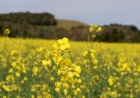 Semeadura da canola está quase concluída no RS