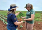 Plano Safra da Agricultura Familiar amplia crédito e Emater/RS-Ascar orienta produtores para acessar recursos
