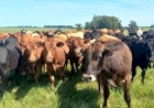 Homeopatia complementa estratégias de manejo bovino no inverno