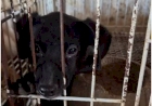 Homem é condenado por matar e maltratar animais em propriedade rural
