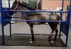 Parceria entre Medicina Veterinária da UCS e ONG reabilita cavalos abandonados no Rio Grande do Sul