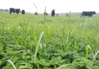 Erebango promovo no dia seis de agosto Dia de Campo sobre forrageiras de inverno