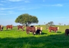 Manejo e genética destacam desempenho da Fazenda Buena Vista, em Aratiba