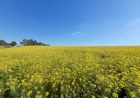 Canola e trigo mantêm potencial produtivo