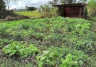 Sistemas agroflorestais destacam diversificação produtiva na Expointer 2026