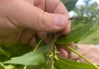 Encontro Nacional de Pecanicultura ressalta importância do manejo na produção de nozes