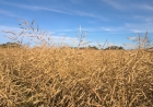 Canola segue em colheita no Rio Grande do Sul